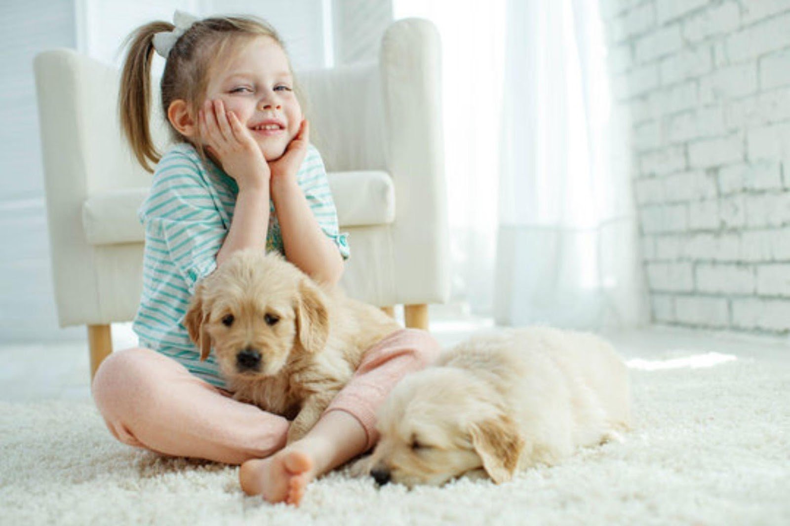 Carpet Stains from Pets